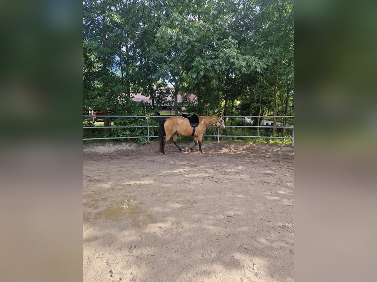 Paint Horse Giumenta 6 Anni 150 cm Pelle di daino in Tamm