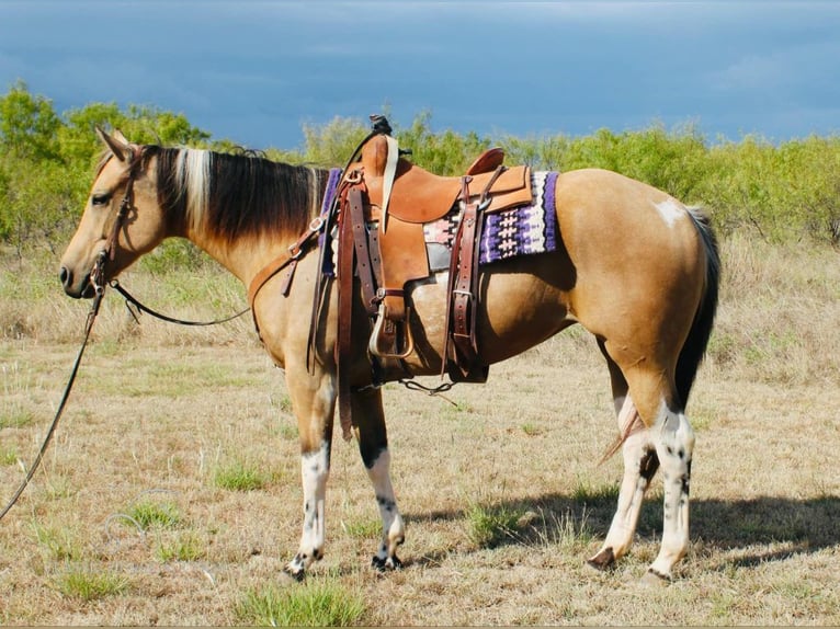 Paint Horse Giumenta 6 Anni 152 cm Pelle di daino in Graham,TX