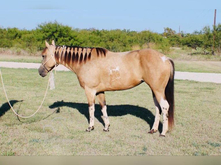 Paint Horse Giumenta 6 Anni 152 cm Pelle di daino in Graham,TX