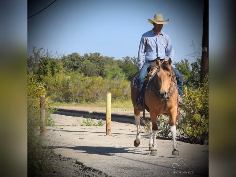 Paint Horse Giumenta 6 Anni 152 cm Pelle di daino in Graham,TX