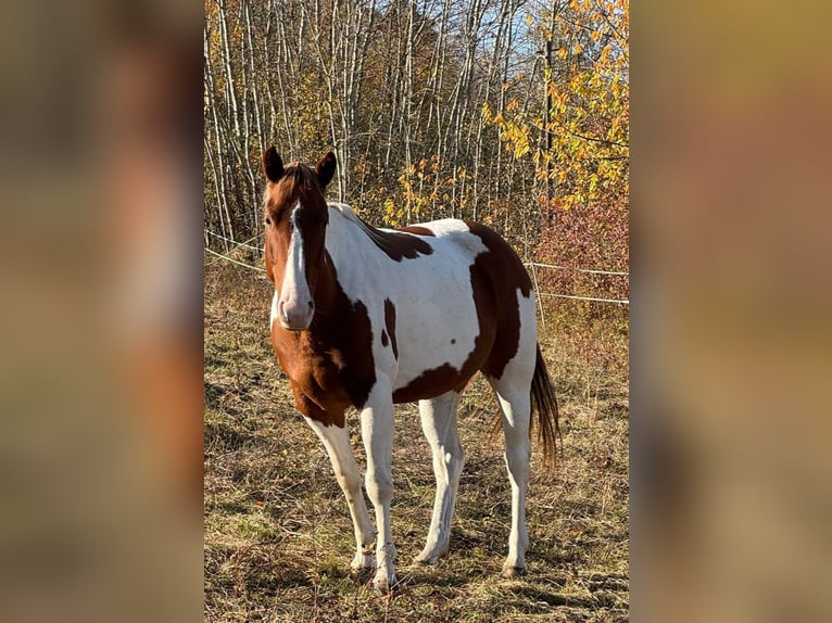 Paint Horse Giumenta 6 Anni 152 cm Sauro scuro in Rottleben