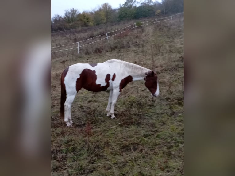 Paint Horse Giumenta 6 Anni 152 cm Sauro scuro in Rottleben