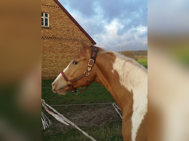 Paint Horse Mix Giumenta 6 Anni 160 cm Champagne in Lengerich