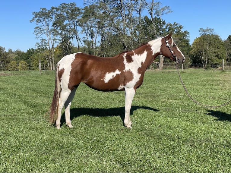 Paint Horse Giumenta 7 Anni 142 cm Bianco in Moscow