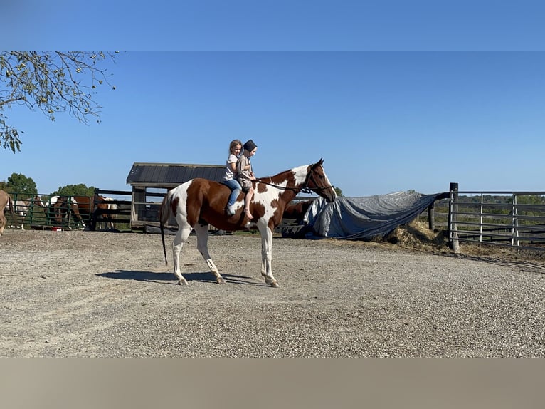 Paint Horse Giumenta 7 Anni 142 cm Bianco in Moscow