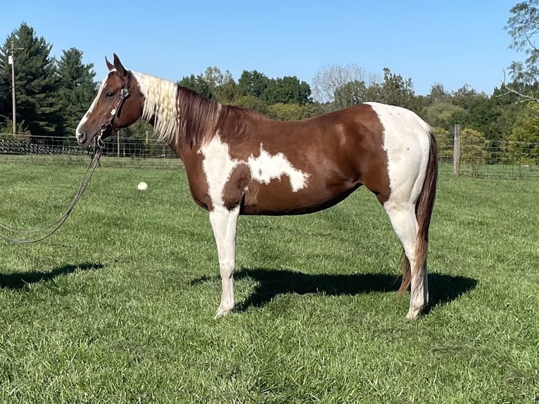 Paint Horse Giumenta 7 Anni 142 cm Bianco in Moscow