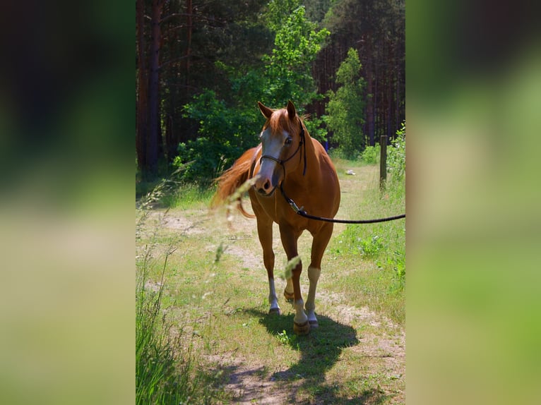 Paint Horse Giumenta 7 Anni 143 cm Sauro in Treuenbrietzen