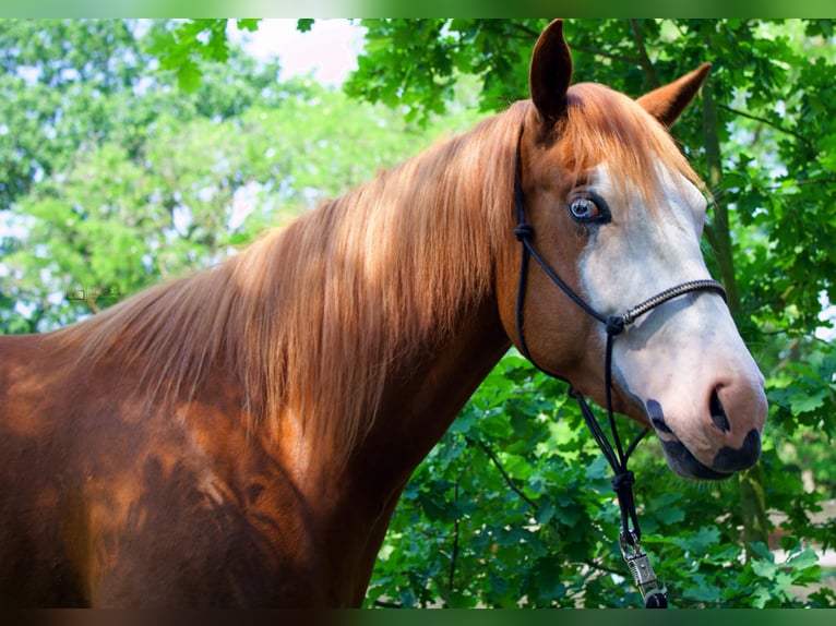 Paint Horse Giumenta 7 Anni 143 cm Sauro in Treuenbrietzen