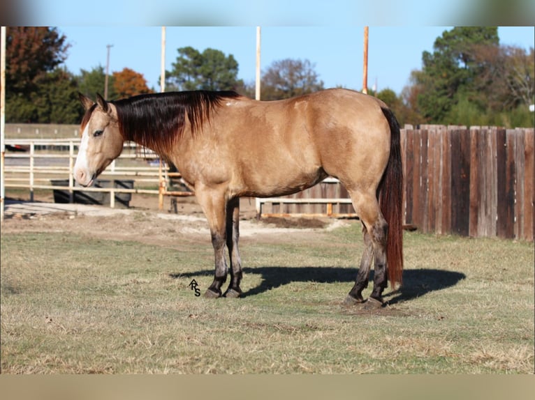 Paint Horse Giumenta 7 Anni 147 cm Pelle di daino in Whitesboro