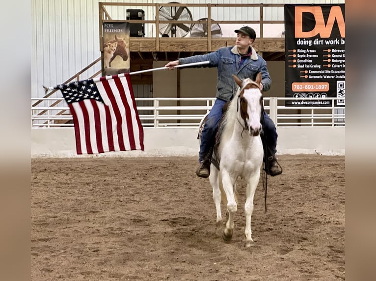 Paint Horse Giumenta 7 Anni 147 cm Tobiano-tutti i colori in Cannon Falls, MN