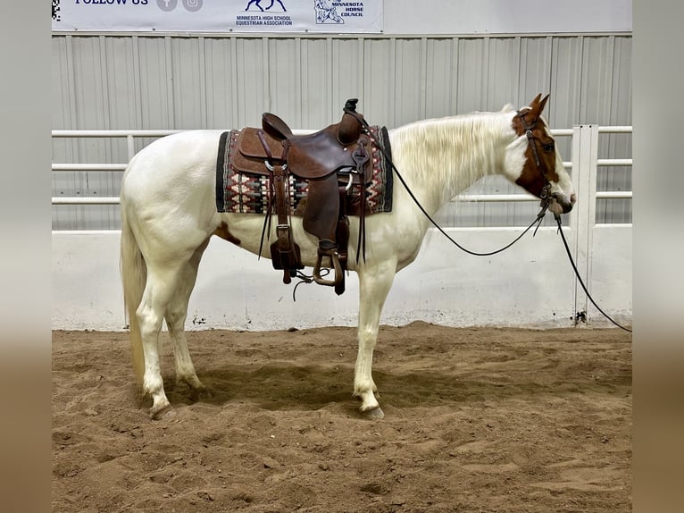 Paint Horse Giumenta 7 Anni 147 cm Tobiano-tutti i colori in Cannon Falls, MN