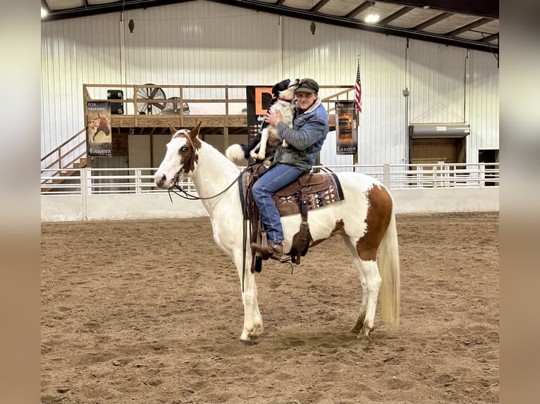 Paint Horse Giumenta 7 Anni 147 cm Tobiano-tutti i colori in Cannon Falls, MN