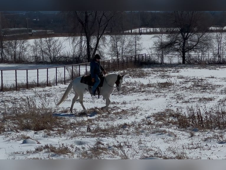 Paint Horse Giumenta 7 Anni 147 cm Tobiano-tutti i colori in Cannon Falls, MN