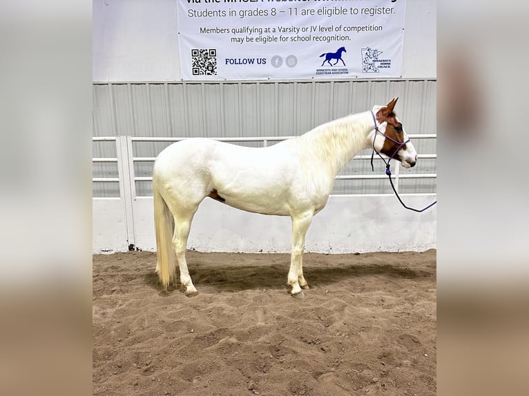 Paint Horse Giumenta 7 Anni 147 cm Tobiano-tutti i colori in Cannon Falls, MN