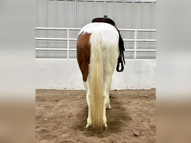 Paint Horse Giumenta 7 Anni 147 cm Tobiano-tutti i colori in Cannon Falls, MN