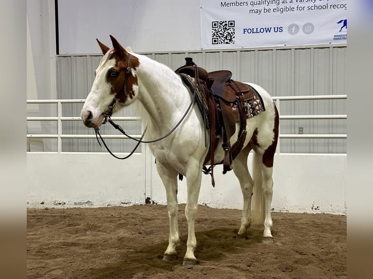 Paint Horse Giumenta 7 Anni 147 cm Tobiano-tutti i colori in Cannon Falls, MN