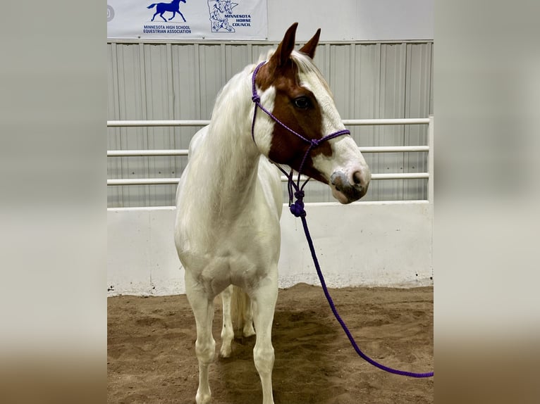 Paint Horse Giumenta 7 Anni 147 cm Tobiano-tutti i colori in Cannon Falls, MN