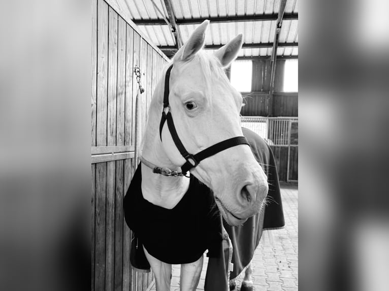 Paint Horse Giumenta 7 Anni 149 cm Bianco in Oberderdingen