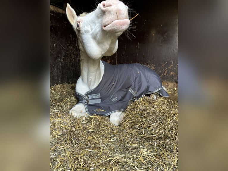 Paint Horse Giumenta 7 Anni 149 cm Bianco in Oberderdingen