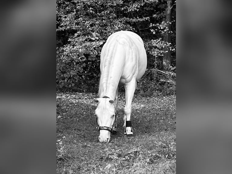 Paint Horse Giumenta 7 Anni 149 cm Bianco in Oberderdingen