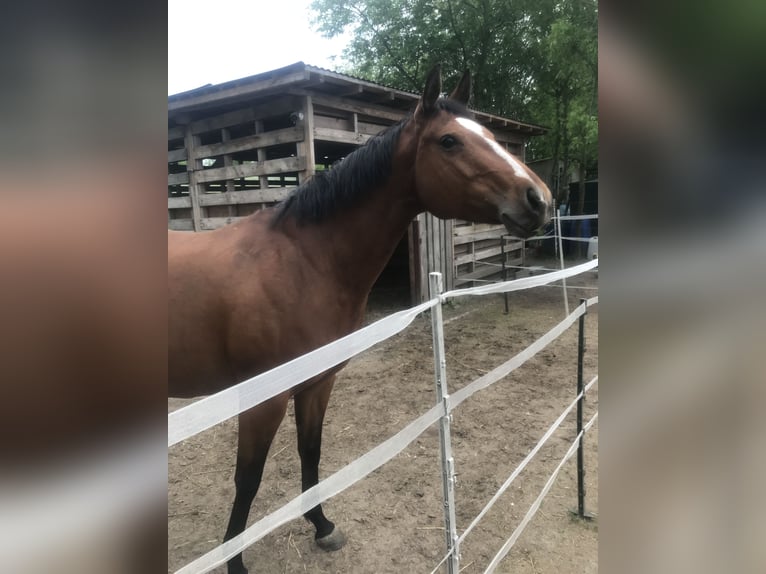 Paint Horse Giumenta 7 Anni 150 cm Baio in Altlandsberg