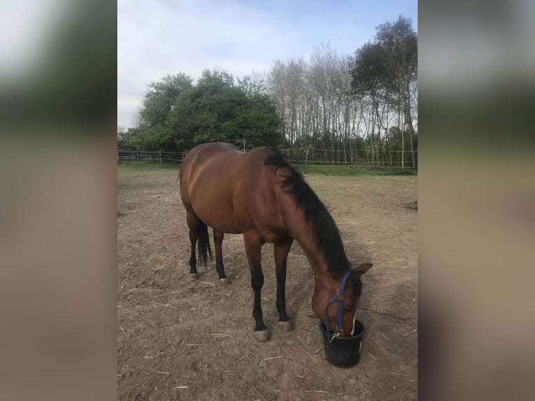 Paint Horse Giumenta 7 Anni 150 cm Baio in Altlandsberg