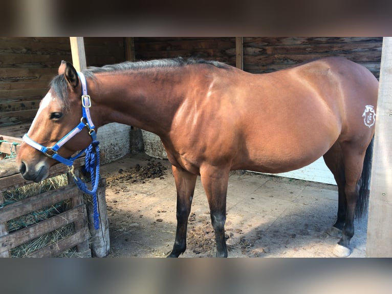 Paint Horse Giumenta 7 Anni 150 cm Baio in Altlandsberg