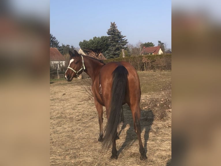 Paint Horse Giumenta 7 Anni 150 cm Baio in Altlandsberg