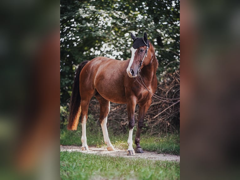 Paint Horse Giumenta 7 Anni 150 cm Overo-tutti i colori in Werne