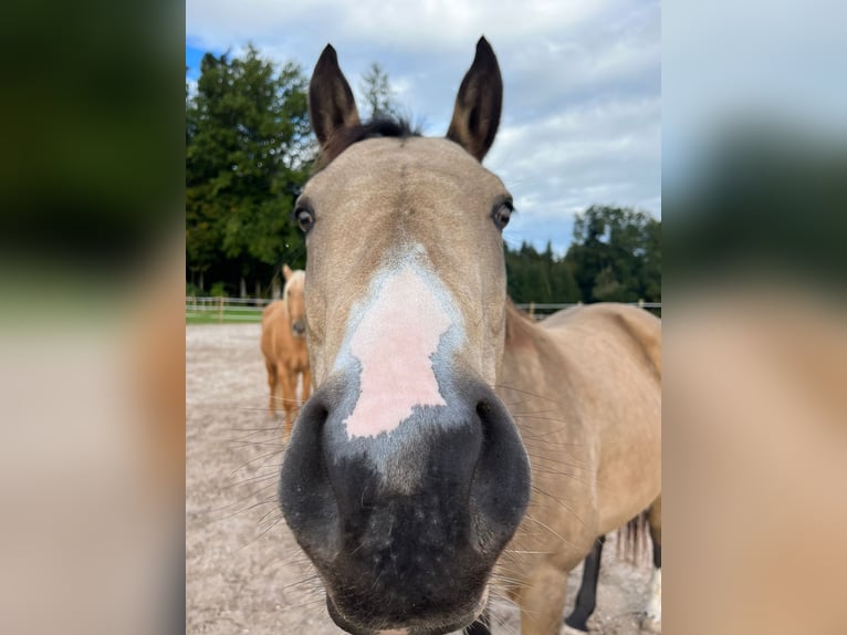 Paint Horse Giumenta 7 Anni 150 cm Pelle di daino in Hellbühl