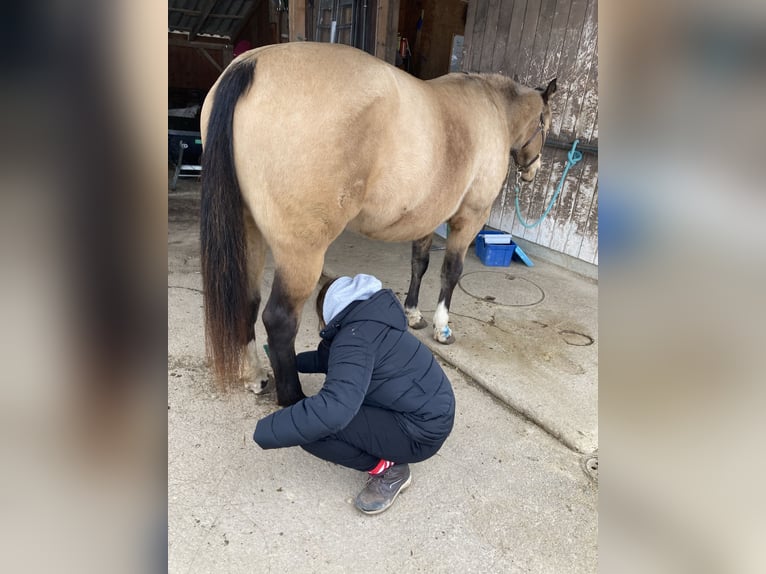 Paint Horse Giumenta 7 Anni 150 cm Pelle di daino in Hellbühl