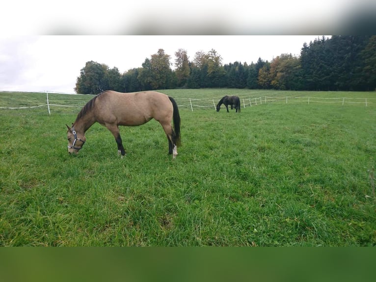 Paint Horse Giumenta 7 Anni 150 cm Pelle di daino in Hellbühl