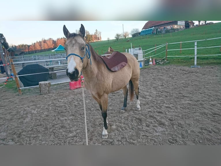 Paint Horse Giumenta 7 Anni 150 cm Pelle di daino in Hellbühl