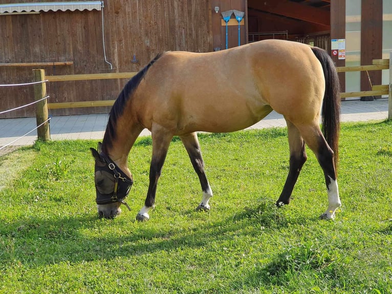 Paint Horse Giumenta 7 Anni 150 cm Pelle di daino in Hellbühl