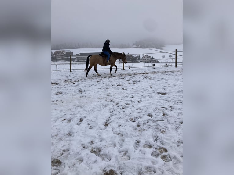 Paint Horse Giumenta 7 Anni 150 cm Pelle di daino in Hellbühl