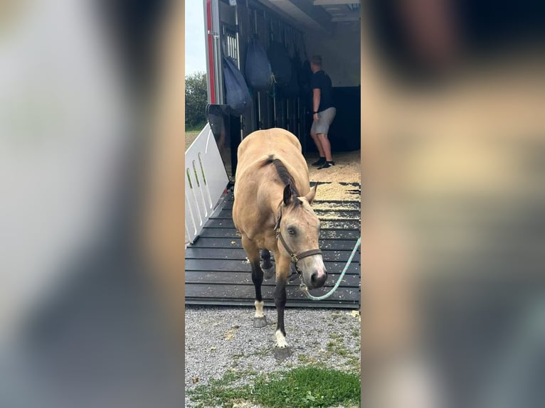 Paint Horse Giumenta 7 Anni 150 cm Pelle di daino in Hellbühl