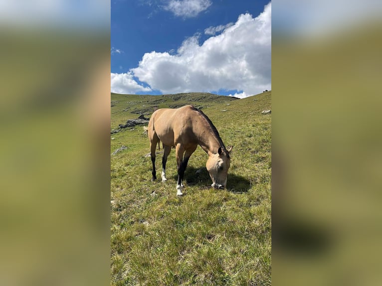 Paint Horse Giumenta 7 Anni 150 cm Pelle di daino in Hellbühl