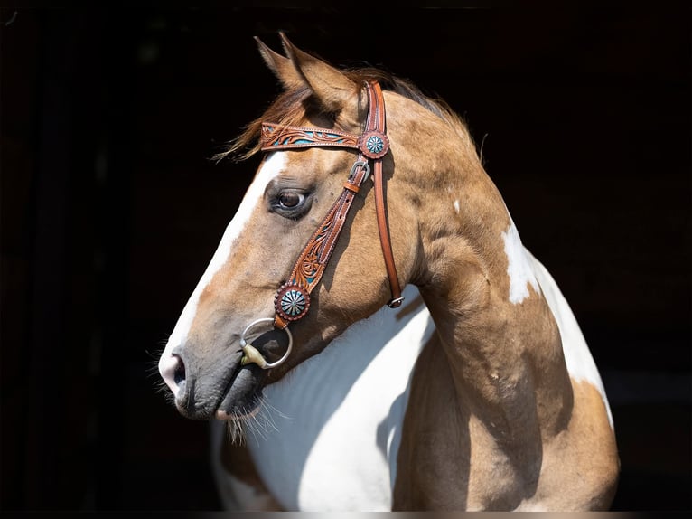 Paint Horse Giumenta 7 Anni 150 cm Pezzato in Gorzów Wielkopolski