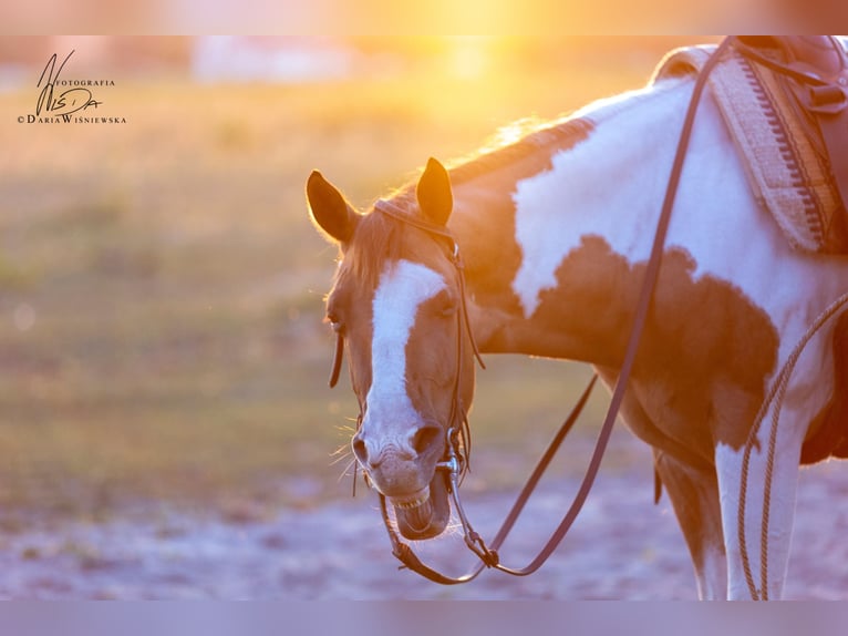 Paint Horse Giumenta 7 Anni 150 cm Pezzato in Gorzów Wielkopolski