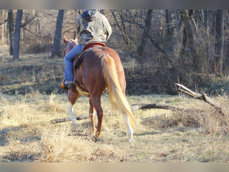 Paint Horse Giumenta 7 Anni 150 cm Pezzato in Peosta