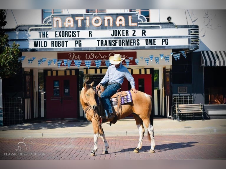 Paint Horse Giumenta 7 Anni 152 cm Pelle di daino in Graham,TX