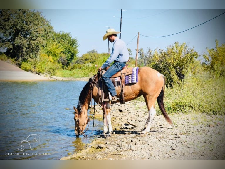 Paint Horse Giumenta 7 Anni 152 cm Pelle di daino in Graham,TX