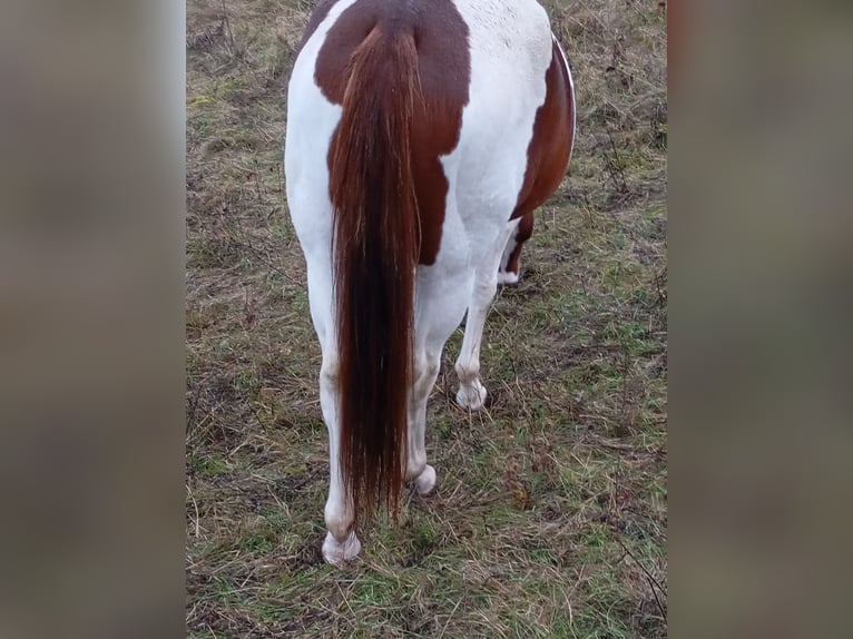 Paint Horse Giumenta 7 Anni 152 cm Sauro scuro in Rottleben