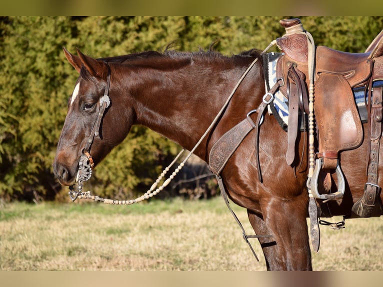 Paint Horse Giumenta 7 Anni 152 cm Sauro scuro in Mccurtain