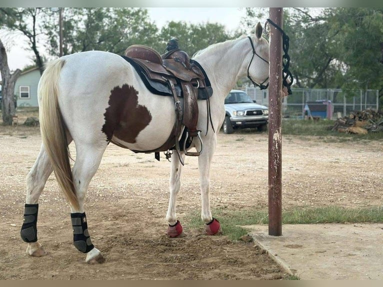 Paint Horse Mix Giumenta 7 Anni 152 cm Tobiano-tutti i colori in Fort Worth Texas