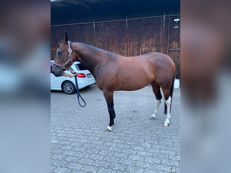 Paint Horse Giumenta 7 Anni 154 cm Baio in Hamfelde Kreis Stormarn