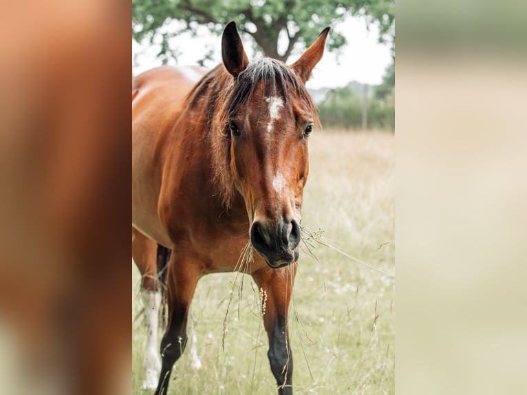 Paint Horse Giumenta 7 Anni 154 cm Baio in Hamfelde Kreis Stormarn