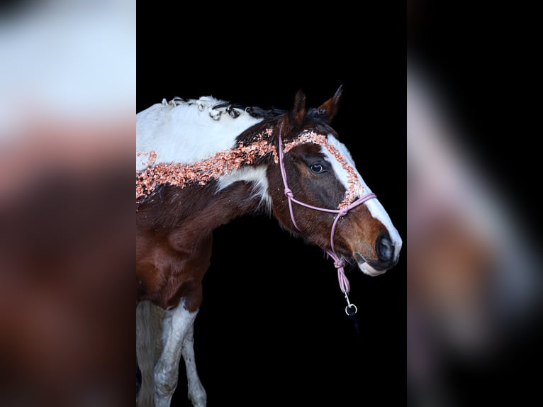 Paint Horse Mix Giumenta 7 Anni 154 cm Pezzato in Ascheberg