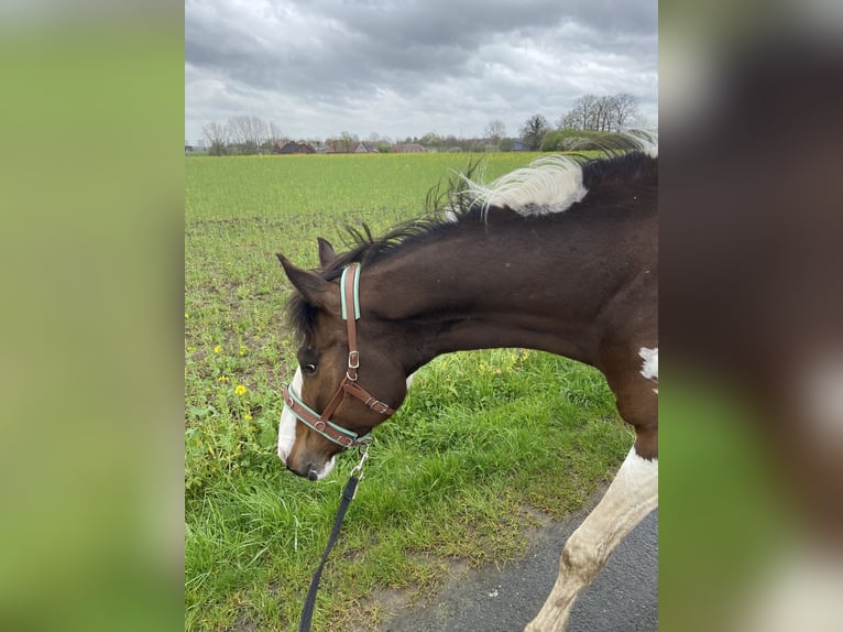 Paint Horse Mix Giumenta 7 Anni 154 cm Pezzato in Ascheberg