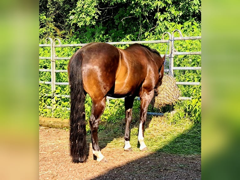 Paint Horse Giumenta 7 Anni 162 cm Baio nero in Pranzing